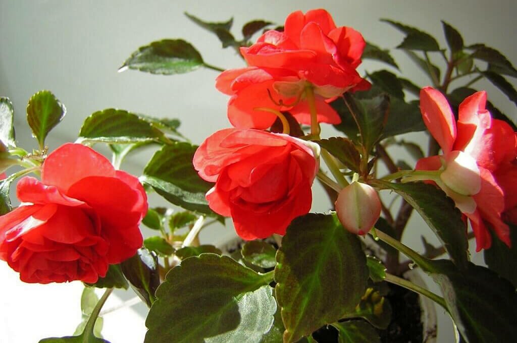 Бальзамин комнатный