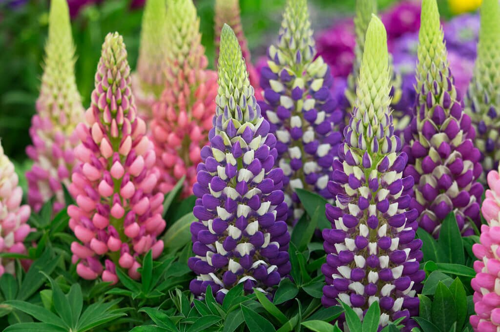 быстрорастущие комнатные растения