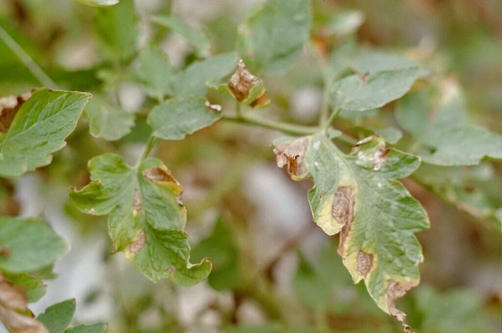 Болезнь Антракноз