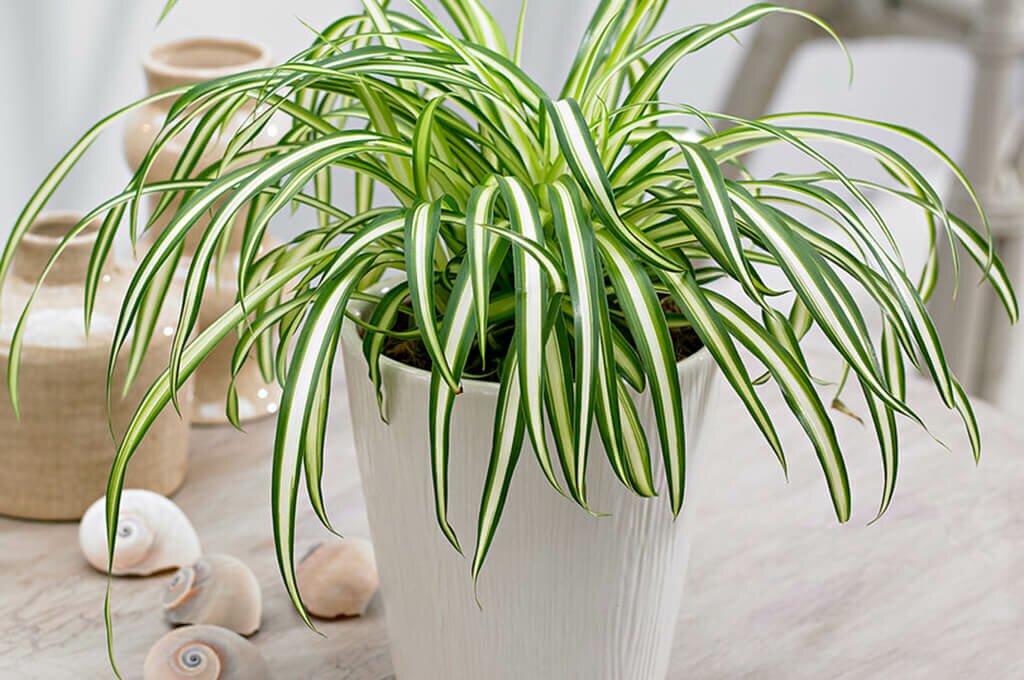 Разновидности хлорофитума фото с названиями